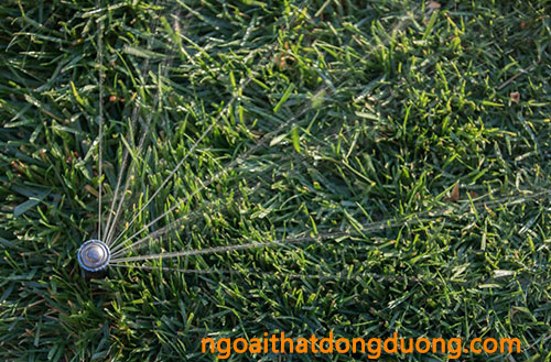Vòi phun cỏ Rotary Rain Bird