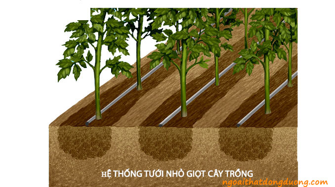 Hệ thống tưới nước nhỏ giọt